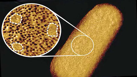 जिवंत बॅक्टेरिया म्हणजेच जीवाणूची सर्वात स्पष्ट प्रतिमा