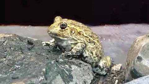 बेडूक : चक्क विषारी सापालाही खाणारी एक प्रजाती