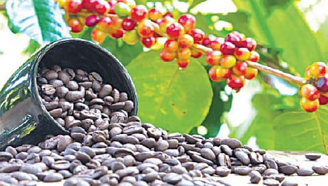 कॉफी ची चव बदलते हवामान बिघडवू शकते
