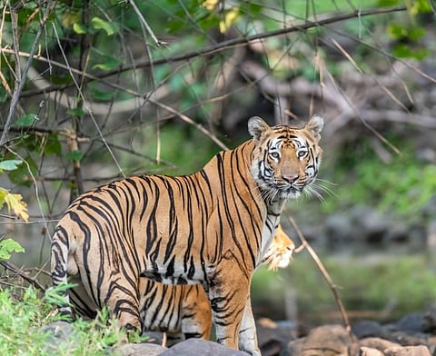 Chandrapur: Old farmer killed in tiger attack
