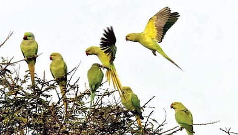 पोपटांचे बेट’ म्हणून ओळखले जाणारेही एक बेट भारतात