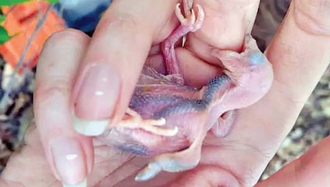 दुसर्याच्या घरट्यात अंडी घालणार्या पक्ष्यांची पिल्लेही असतात चतुर!