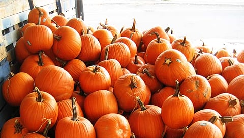 Pumpkin : लंडनमध्ये हॅलोवीनचे वेध, भोपळ्यांचा खप अचानक वाढणार?