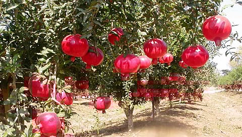 जत : बागलवाडीत ८० हजारांच्या डाळिंबांची चोरी