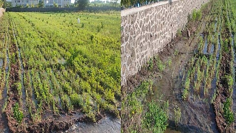 केमिकल युक्त पाणी शेतात; शेतकऱ्यांच्या फळबाग, खरीप पिकांचे नुकसान