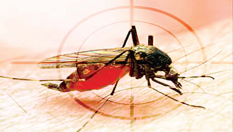 डेंग्यूचा डंख खोल! आठ महिन्यांत अडीचशे रुग्ण; दोन हजार जणांची तपासणी
