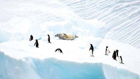 अंटार्क्टिकावर डायनासोर काळात होती घनदाट जंगले