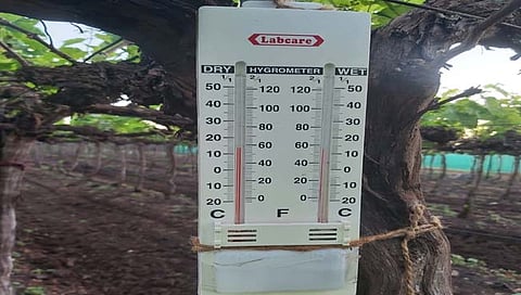 नाशिक : द्राक्षपंढरीत थंडीची चाहुल