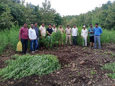 धुळे : दुर्गम भागात कारवाई करत ४ लाखांचा गांजा जप्त