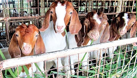 पशुनिगा जनावरांंचे आजार आणि वनौषधी