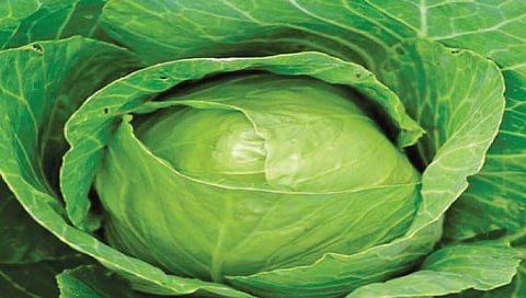 कोबी खाल्ल्याने घटतो कॅन्सर आणि लठ्ठपणा