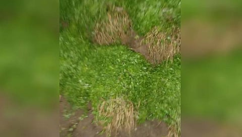 नाशिकमध्ये कोथिंबिरच्या जुडीला 200 रुपयांचा विक्रमी भाव!