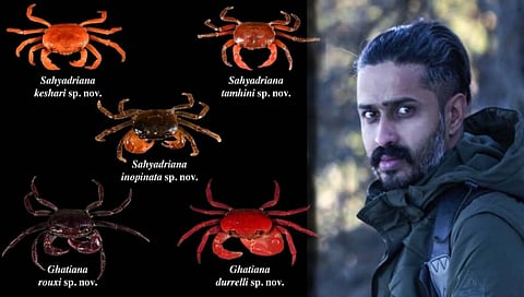 new species of crabs : पश्चिम घाटात खेकड्यांच्या पाच नव्या प्रजातींचा शोध