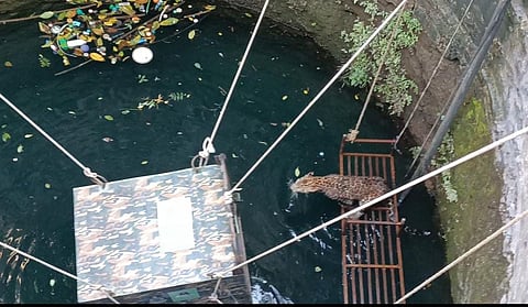 विहिरीत पडलेल्या बिबट्याला बाहेर काढताना रेस्क्यू टीम व वनविभागाचे अधिकारी तसेच कर्मचारी. (छाया : संजय थोरवे)