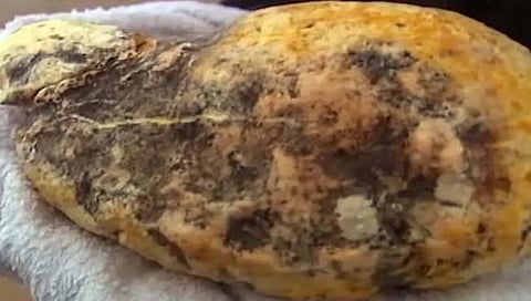 व्हेल माशाची ६ कोटींची उल्टी जप्त, चौघांना अटक