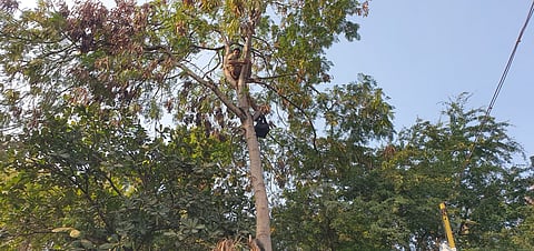 एसटी चा कर्मचारी दोरखंड घेऊन झाडावर, प्रशासनाची तारांबळ