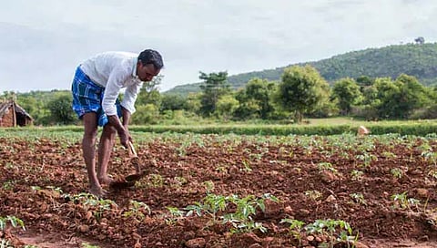शेतकऱ्यांसाठी ३ लाखांपर्यंत कर्ज; ‘या’ सोप्या पध्दतीने करा अर्ज