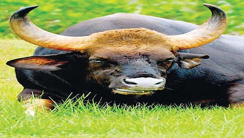 भित्रा, बुजरा गवा..ऊसपट्ट्यात आलाच कसा?