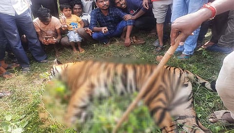 चंद्रपूर : भद्रावती तालुक्यात ३ वर्षीय वाघाचा मृत्यू