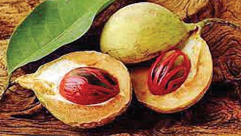 जायफळ : भरपूर पैसा मिळवून देणारे पीक, लागवड कशी करावी?