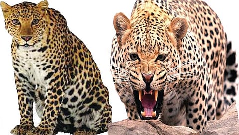 सावधान… ‘छलिया शिकारी’ घेतोय नरडीचा घोट