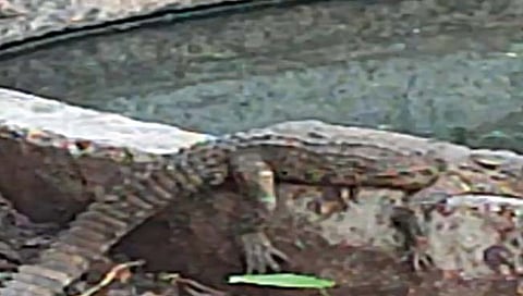 सांगली : ऐतवडेत मगरीचा वावर शेतवस्तीपर्यंत वाढला