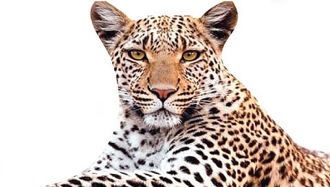 सातारा : बिबट्याचे हल्ले अन् सुस्त वन विभाग!