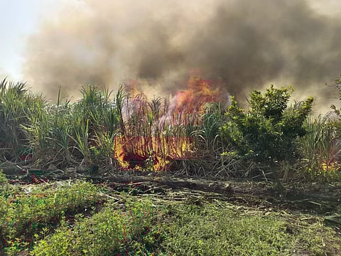 श्रीगोंदा : विजेच्या तारा तुटून १५ एकरातील ऊस जळाला