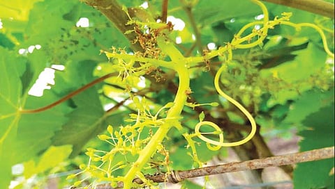 सांगली : पावसाने द्राक्ष बागांचे मोठे नुकसान