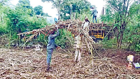 अवकाळी पाऊस : कारखान्यांसह शेतकर्यांना कोट्यवधीचा फटका