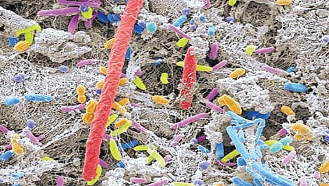 मेंदू खाणारी बुरशी जमिनीपासून समुद्रात