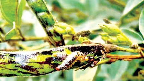 तुरीवरील शेंगा पोखरणार्या अळ्यांचे व्यवस्थापन