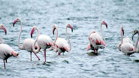 सातारा : येरळवाडी तलावात फ्लेमिंगोचे आगमन