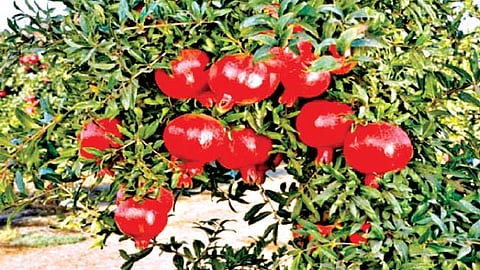 Pomegranate Theft