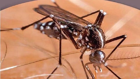 इंडोनेशिया : डासांच्या मदतीनेच होणार डेंग्यूवर उपचार