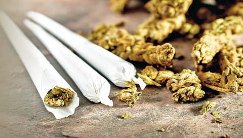 कोल्हापूर : गडहिंग्लज परिसरात निघतोय गांजाचा धूर!