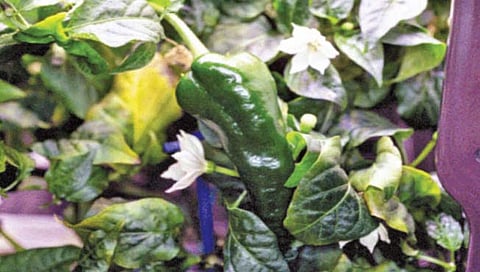 अंतराळात सिमला मिरचीचे उत्पादन!