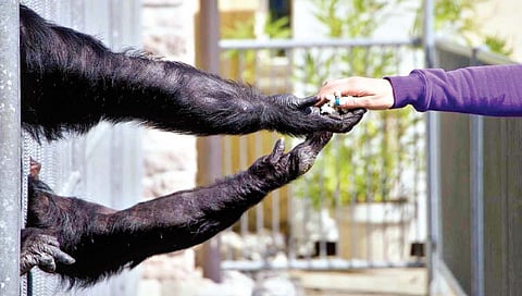 वन्य प्राण्यांना मानवाकडून मिळणारा आहार हानिकारकच?