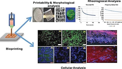 थ्री-डी बायोप्रिंटिंगच्या सहाय्याने बनवल्या त्वचेच्या ऊती