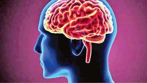 तीन हजार वर्षांपूर्वी आकसला होता मानवी मेंदू