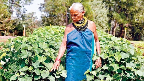 तुलसी गौडा : जंगलाचा ज्ञानकोश