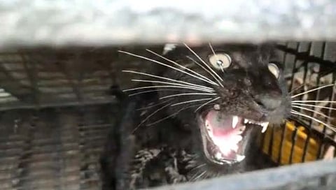 Black Panther: कुडाळ वनविभागाकडून गोवेरीत ब्लॅक पँथरला केले जेरबंद