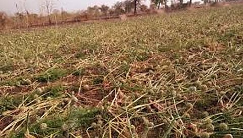 उत्तर महाराष्ट्रातील गारपीटग्रस्तांसाठी साडेआठ कोटी रुपये मंजूर