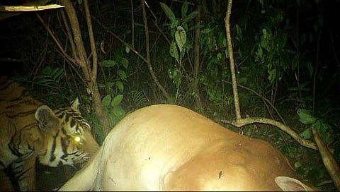 तिलारी काॅन्झर्वेशन रिझर्वमध्ये केली पट्टेरी वाघाने शिकार