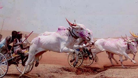 ‘बैलगाडी शर्यती’ बाबत सुप्रीम काेर्टात साेमवारी हाेणार सुनावणी