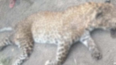 नगर : जेऊर परिसरात नरभक्षक बिबट्याचा अपघातात मृत्यू