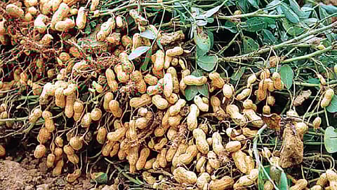 GROUNDNUT : भुईमुगासाठी इक्रिसंट तंत्रज्ञान