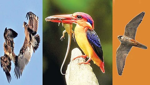 पक्षी स्थलांतर : वातावरण बदलामुळे पाखरे रुसली