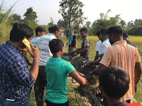 चंद्रपुरातील अजयपूर शेतशिवारात आलेल्या मगरीचे रेस्क्यू