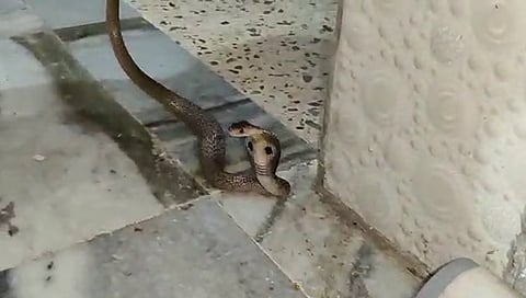 Cobra : विषारी कोब्रा बेडरूममध्ये घुसला आणि…